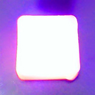 During purple light exposure
