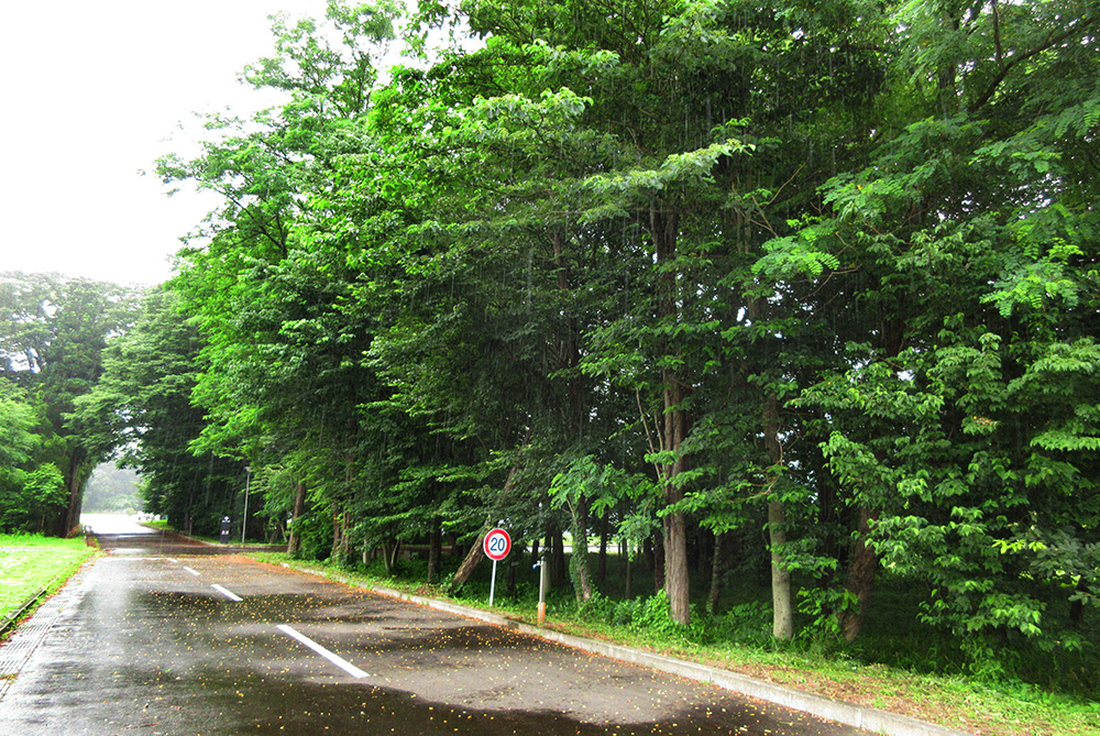 The Hyakunen Grove