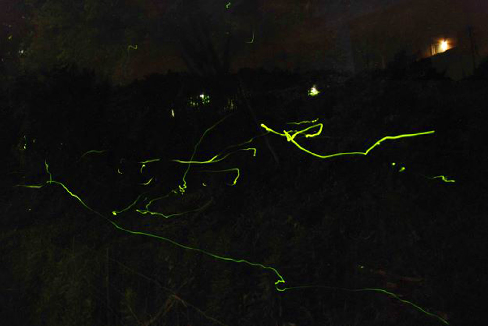 Fireflies in flight (inside the biotope)