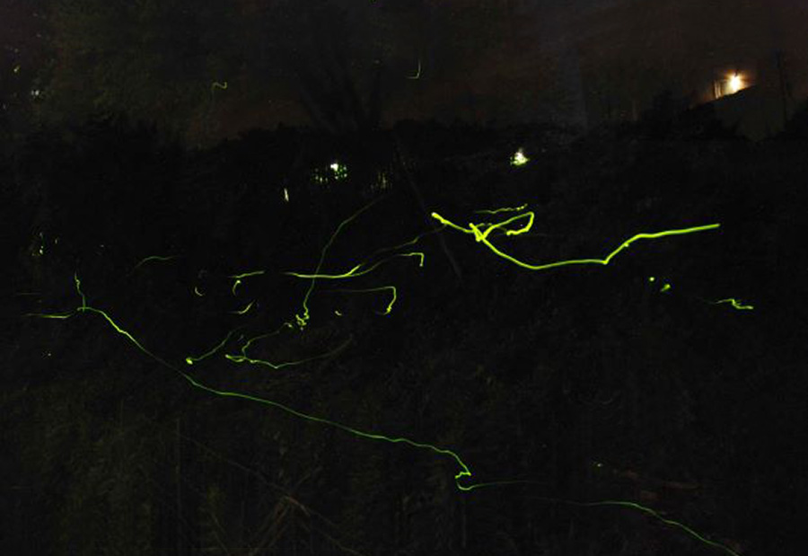 Fireflies in flight (inside the biotope)