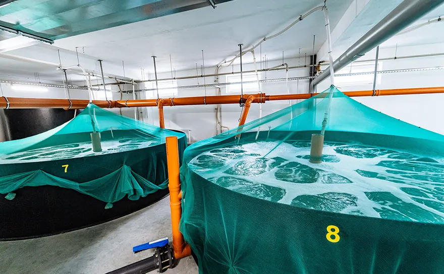 Land-based aquaculture