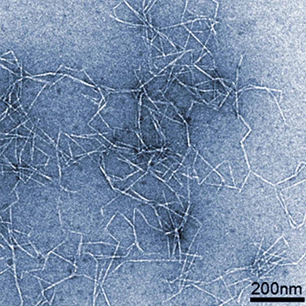Cellulose Nanofiber observed under an electron microscope