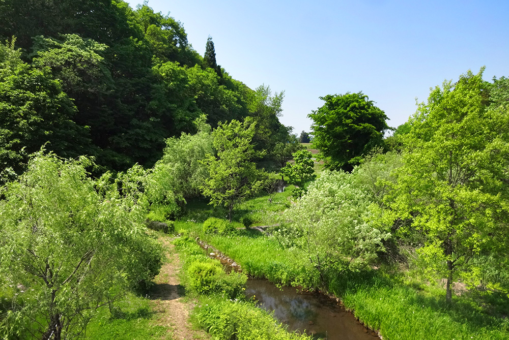 Panoramic view of the biotope