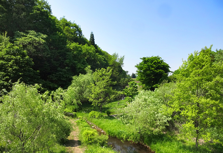 Panoramic view of the biotope