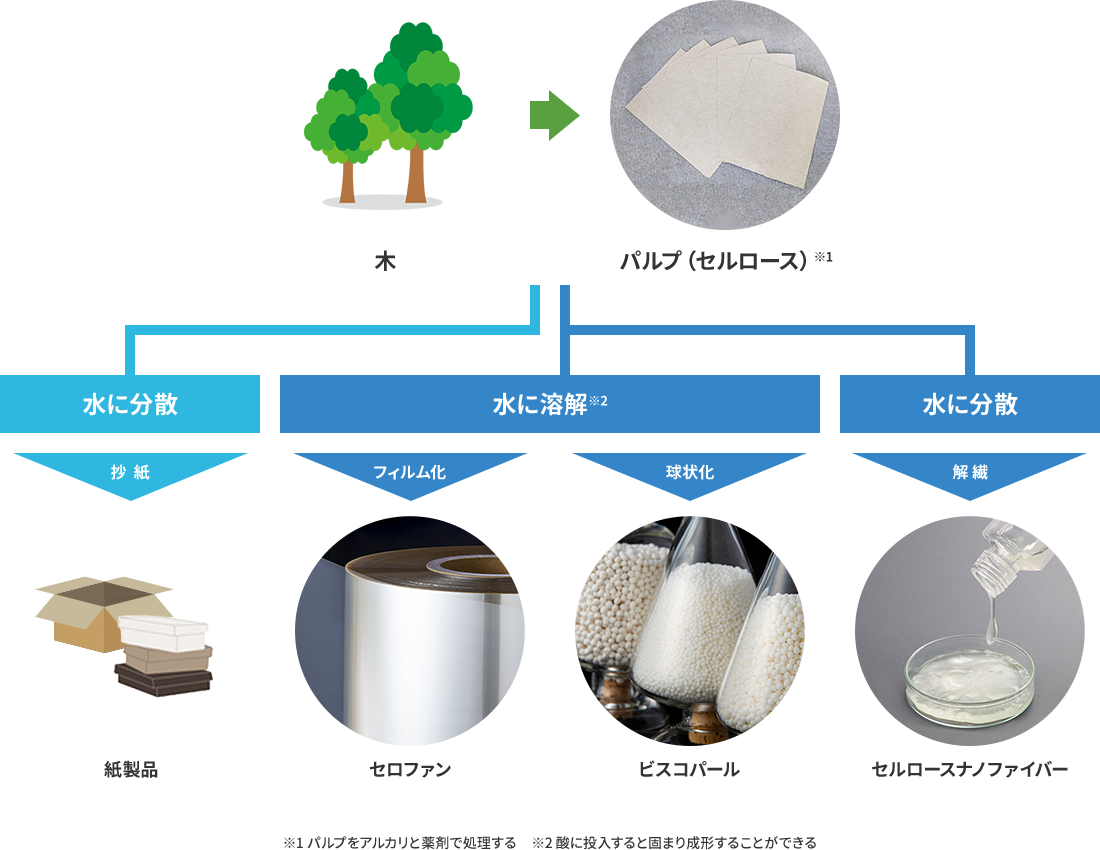 レンゴーの代表的な⽣分解性素材