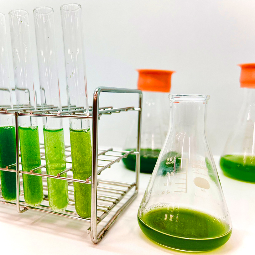 微細藻類の高効率培養方法の研究イメージ