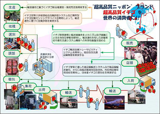 いちごの新流通システム開発のイメージ図